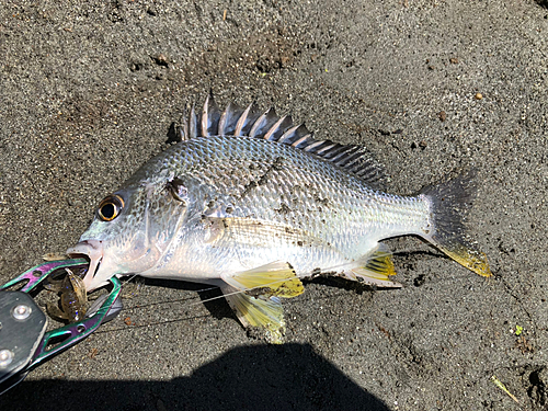 キビレの釣果