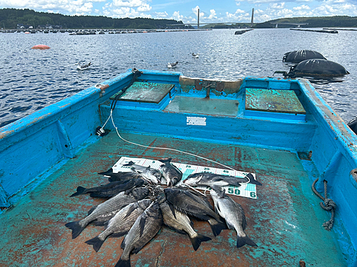 クロダイの釣果