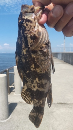 タケノコメバルの釣果