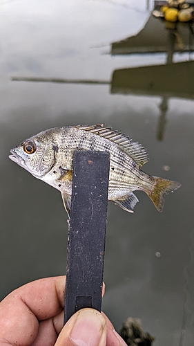 ハゼの釣果