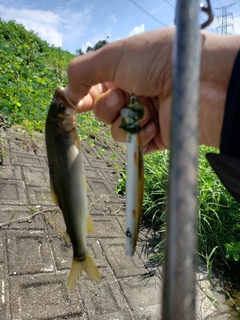 アユの釣果