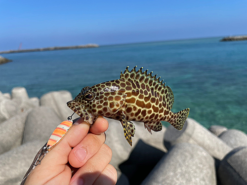 イシミーバイの釣果