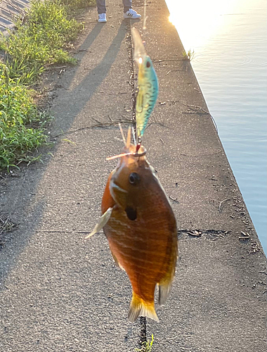 ブルーギルの釣果