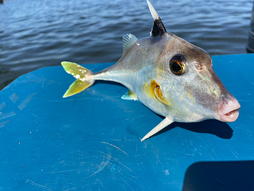 ギマの釣果