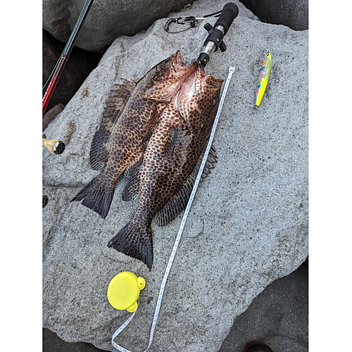 オオモンハタの釣果