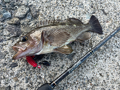 エゾメバルの釣果