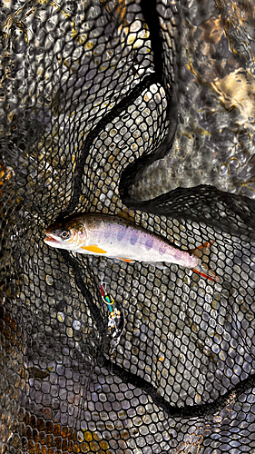 アマゴの釣果