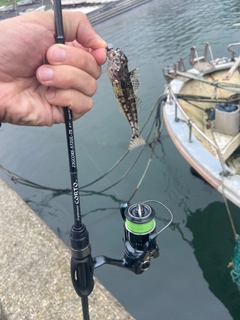 アナハゼの釣果