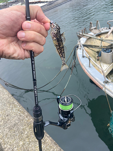 アナハゼの釣果