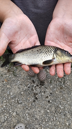 フナの釣果