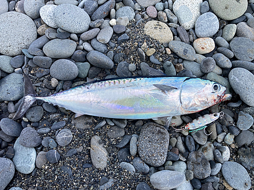 ソウダガツオの釣果