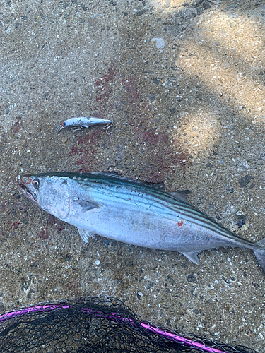 ハガツオの釣果