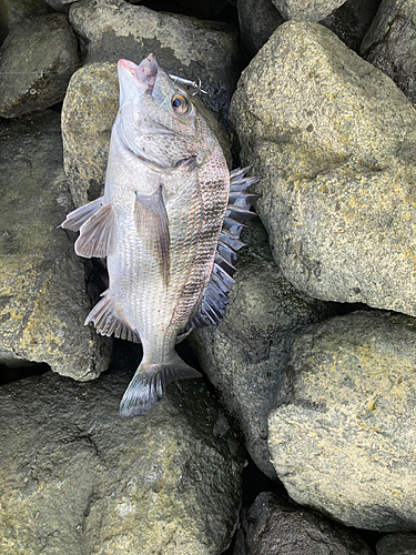 クロダイの釣果