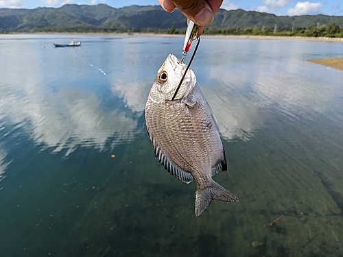 ミナミクロダイの釣果