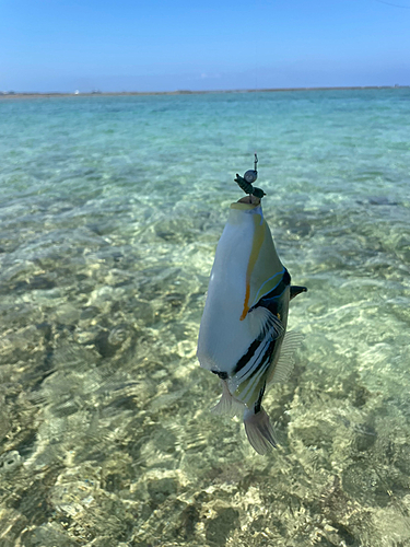 ムラサメモンガラの釣果