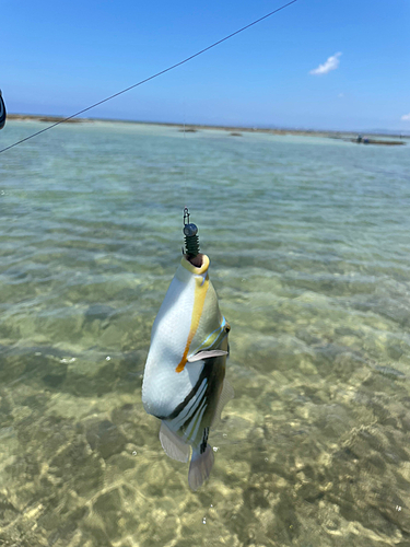 ムラサメモンガラの釣果