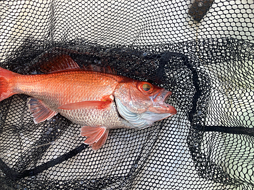 アカムツの釣果