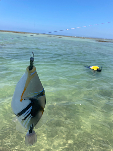 ムラサメモンガラの釣果