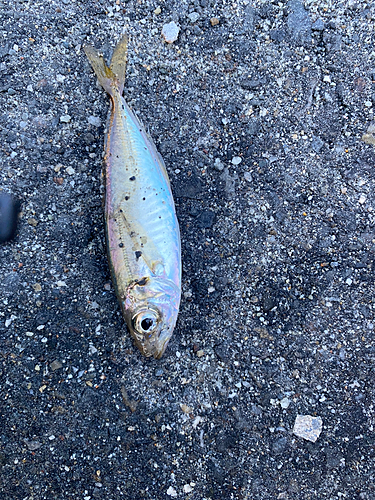 マアジの釣果