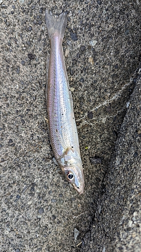 キスの釣果