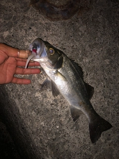 セイゴ（ヒラスズキ）の釣果