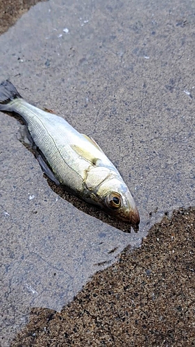 セイゴ（ヒラスズキ）の釣果