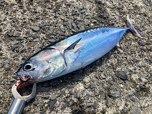 マルソウダの釣果