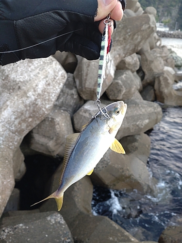 ショゴの釣果