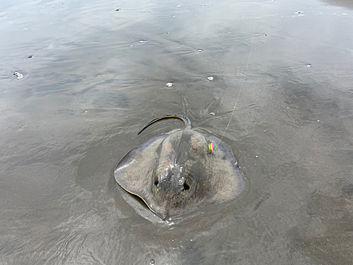 アカエイの釣果