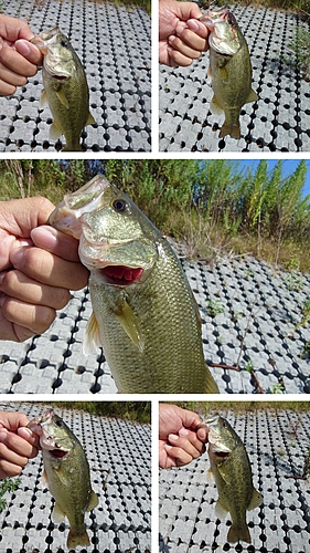 ブラックバスの釣果