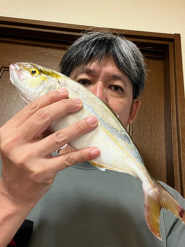 ショゴの釣果