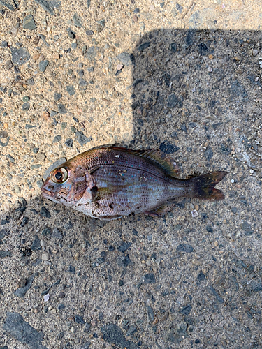 チャリコの釣果