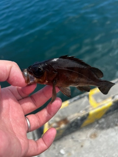 メバルの釣果