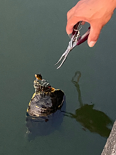 ブルーギルの釣果