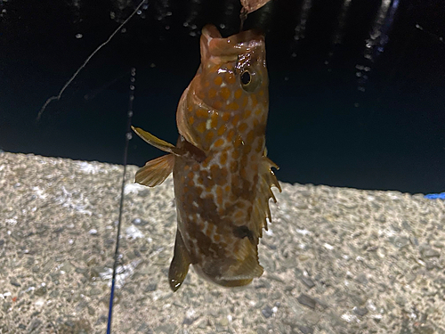 アコウの釣果