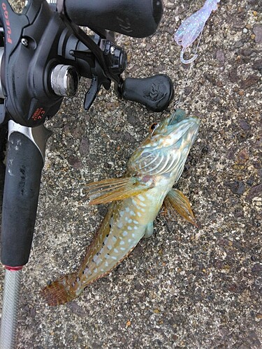 アナハゼの釣果