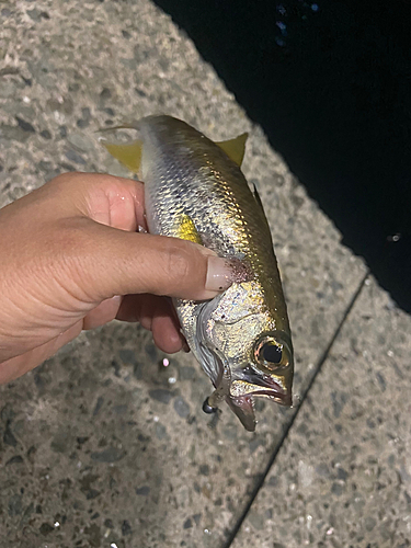 シロムツの釣果