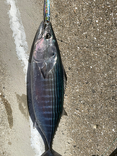 ハガツオの釣果