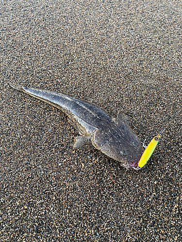 マゴチの釣果