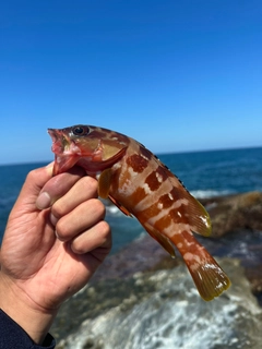 アカハタの釣果