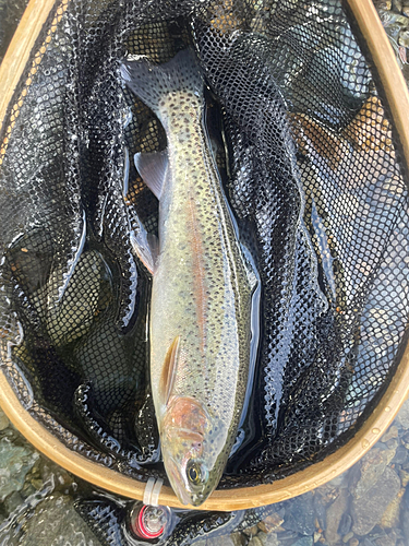 ニジマスの釣果