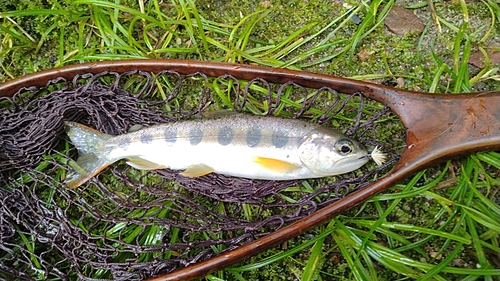 アマゴの釣果