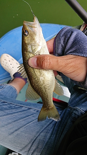 ラージマウスバスの釣果