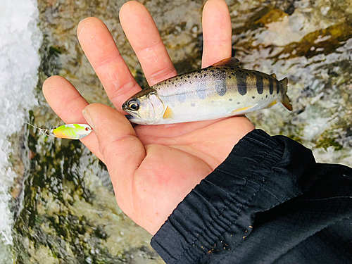 イトヒキアジの釣果