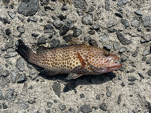 オオモンハタの釣果