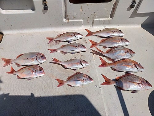 マダイの釣果