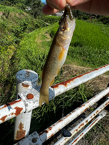 タカハヤの釣果