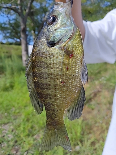 ブルーギルの釣果