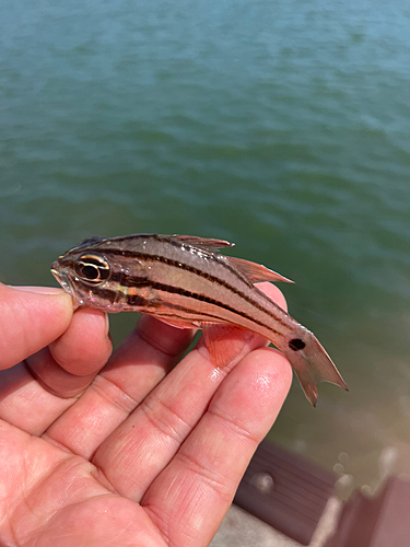 ネンブツダイの釣果