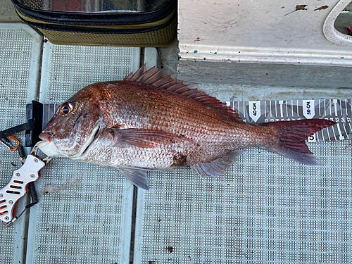 マダイの釣果